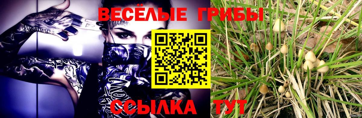 Избербаш  Псилоцибиновые грибы Psilocybine cubensis  Вход с VPN 